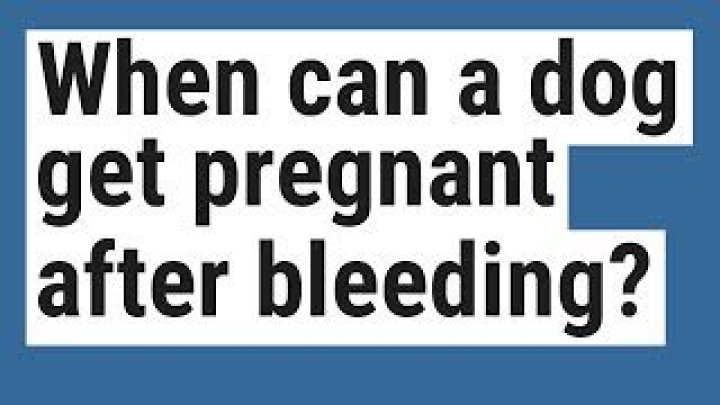 When can a dog get pregnant after bleeding?