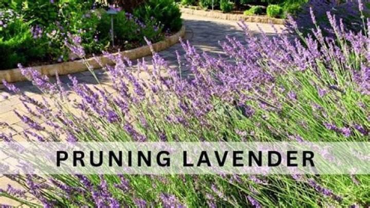 When should I prune my jacaranda?