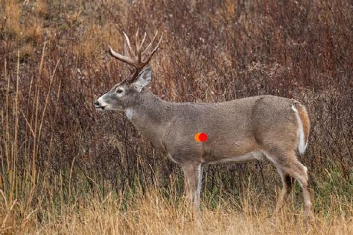 When you see a deer in the road you can predict?