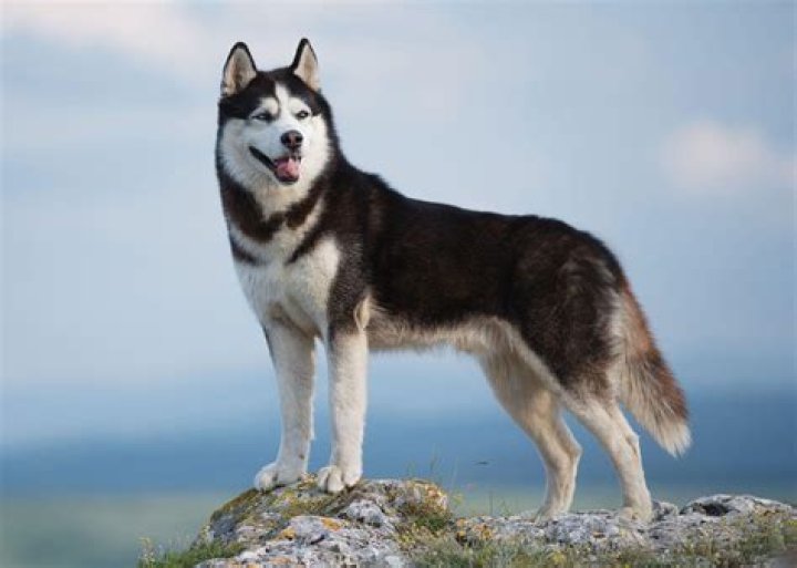 Where can I find a husky in GTA?