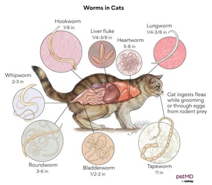 Where can I find fluke worms?
