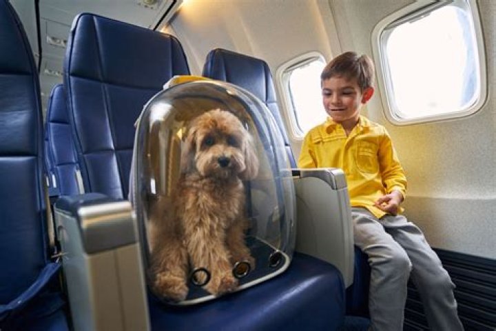 Where do dogs poop on long flights?