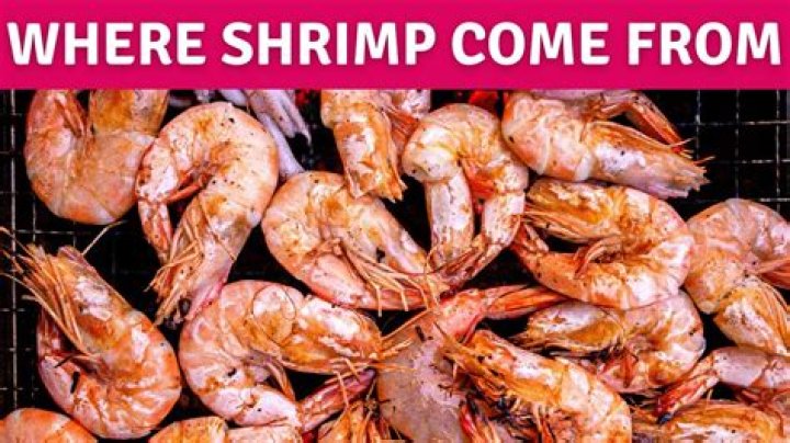 Where do jumbo shrimp come from?
