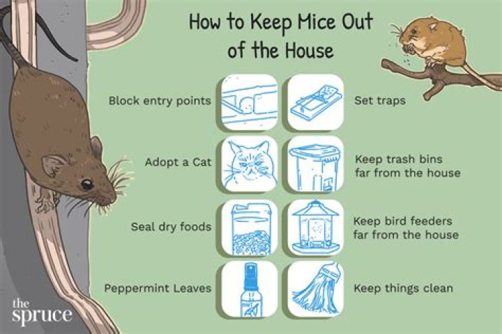 Where do mice go after poison?