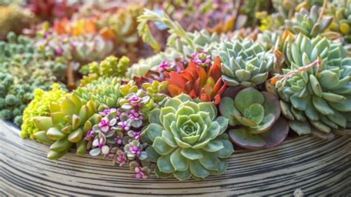 Where do succulents grow best?