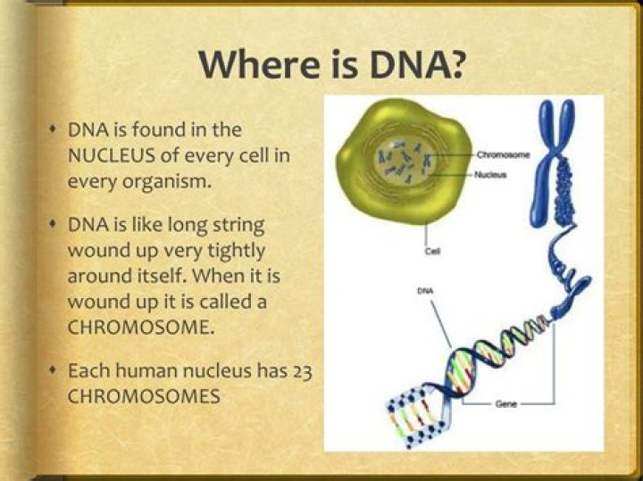 Where does DNA come from?