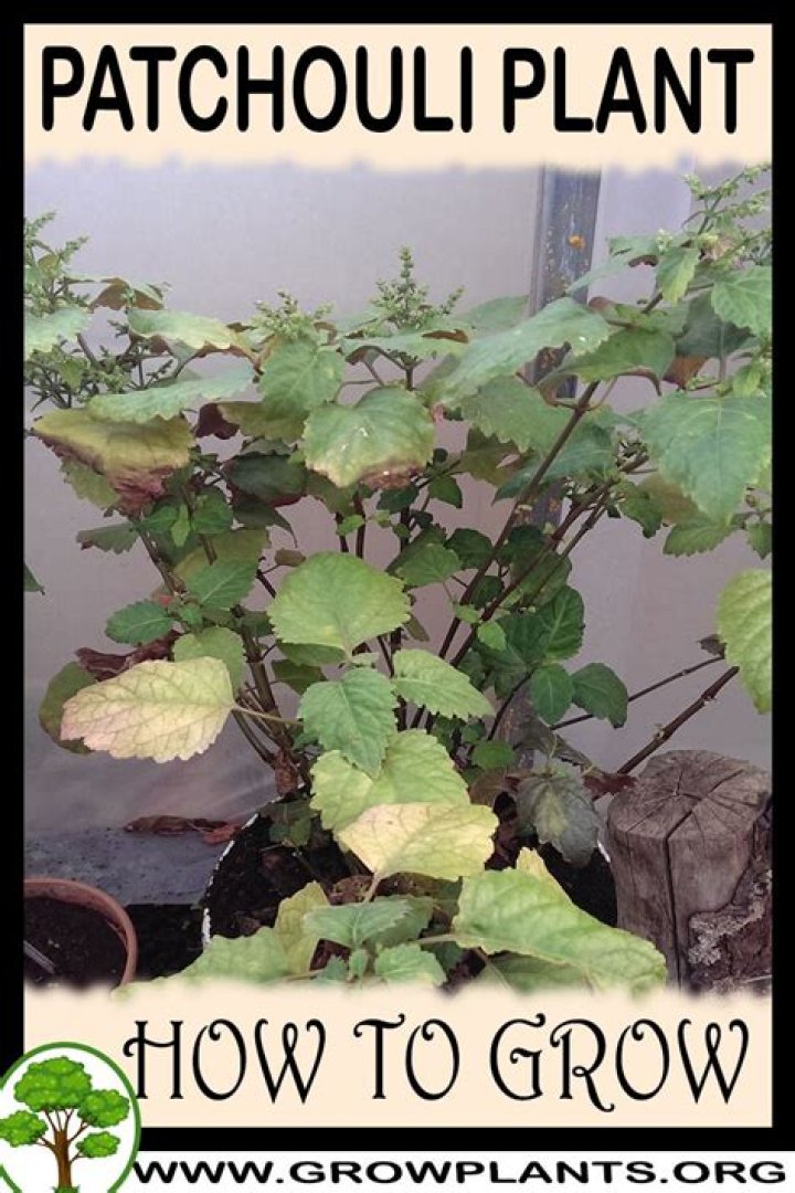 Where does patchouli grow?