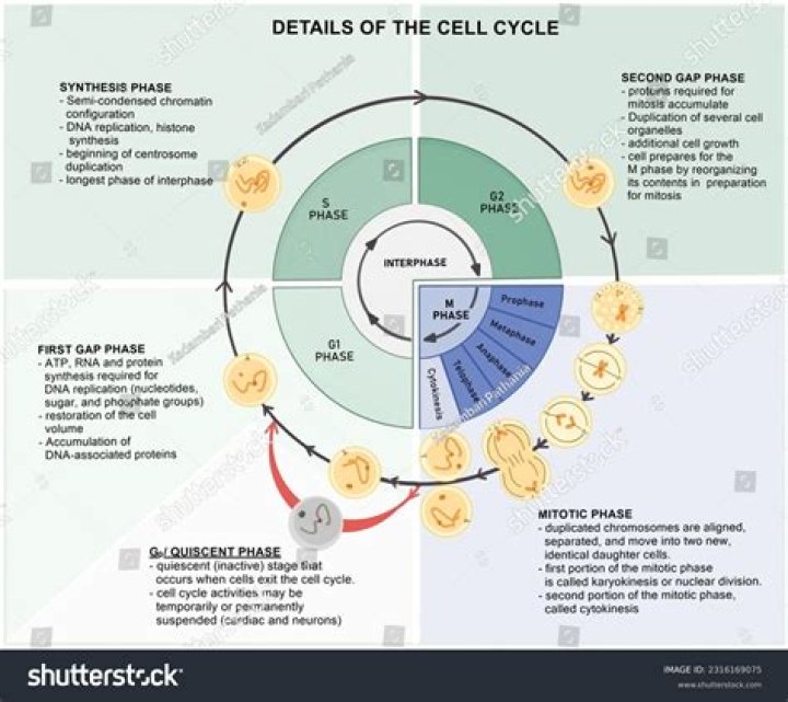 Where does the G2 phase occur in the cell cycle?