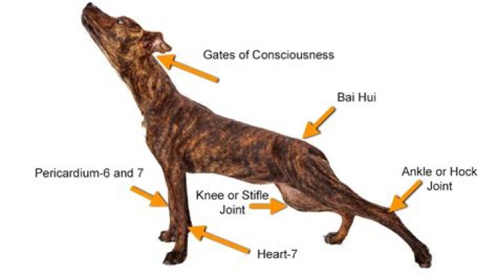 Where is a dog's favorite spot to get touched?