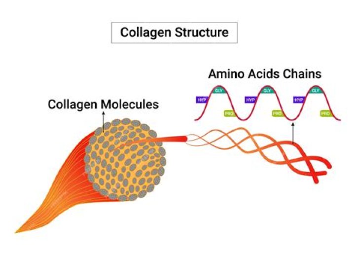 Where is most of the collagen found?