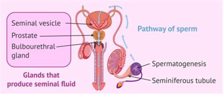 Where is sperm made?