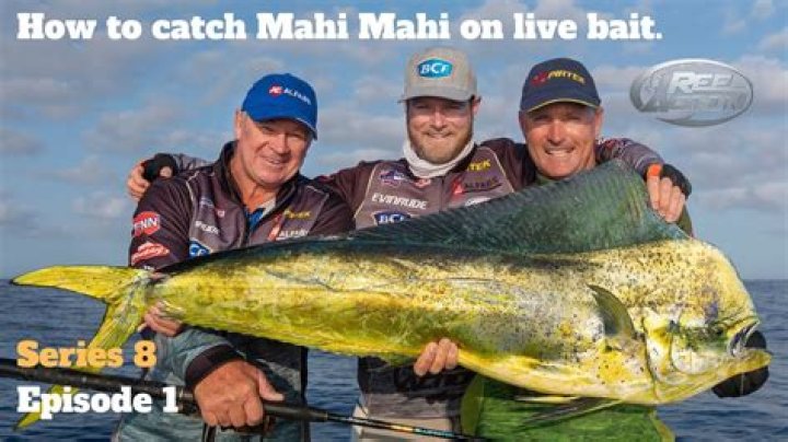 Where is the best place to catch mahi mahi?