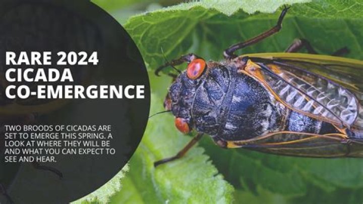 Where will the cicadas be in 2021?