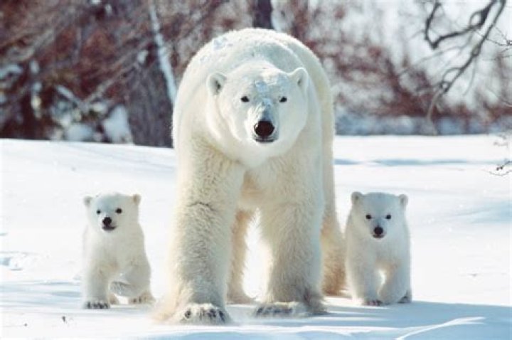 Which animal can beat a polar bear?