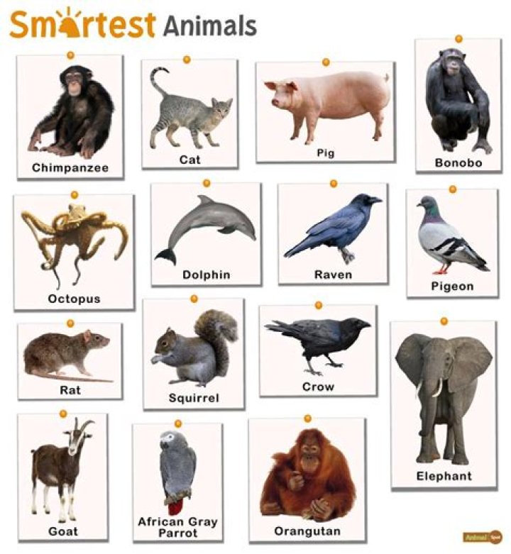 Which animal is deaf?