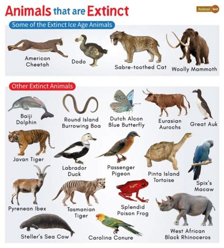 Which animals can cry?