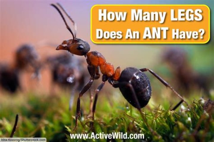 Which ant has two legs?