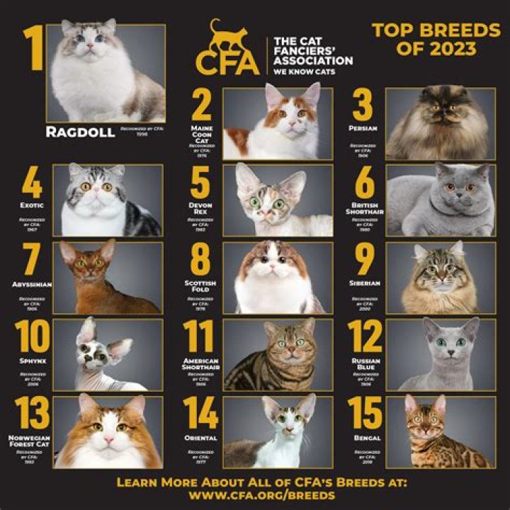 Which cat breeds least meow?