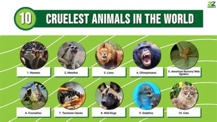 Which country is the cruelest to animals?