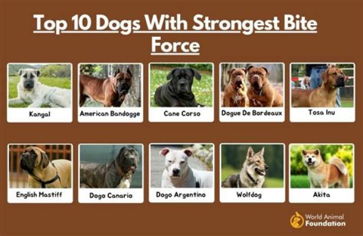 Which dog breed has the most attacks?