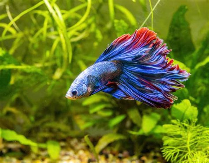 Which fish is good for eyes?