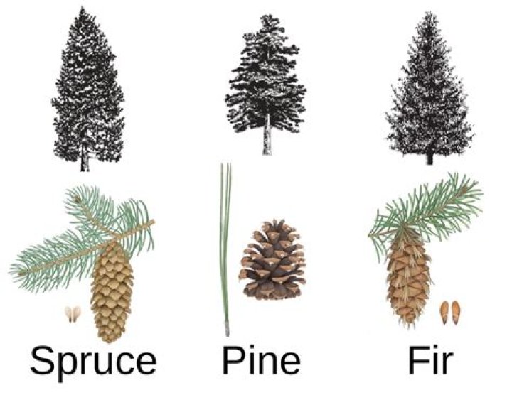 Which is best pine or oak?
