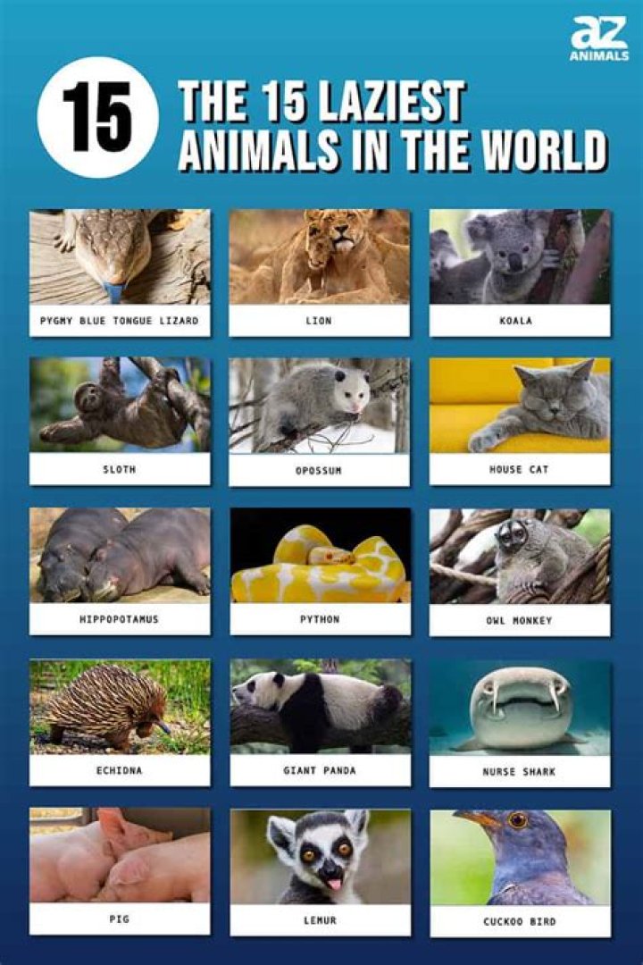 Which is the laziest animal in the world?