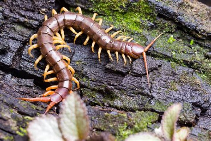 Which is worse millipede or centipede?