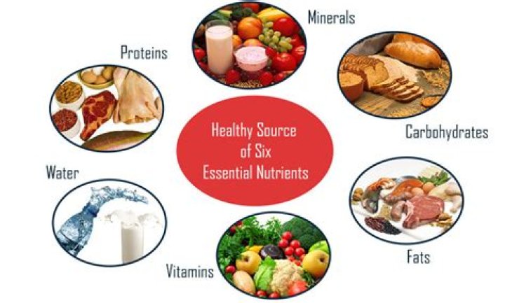 Which of the following nutrients supply energy to the body quizlet?