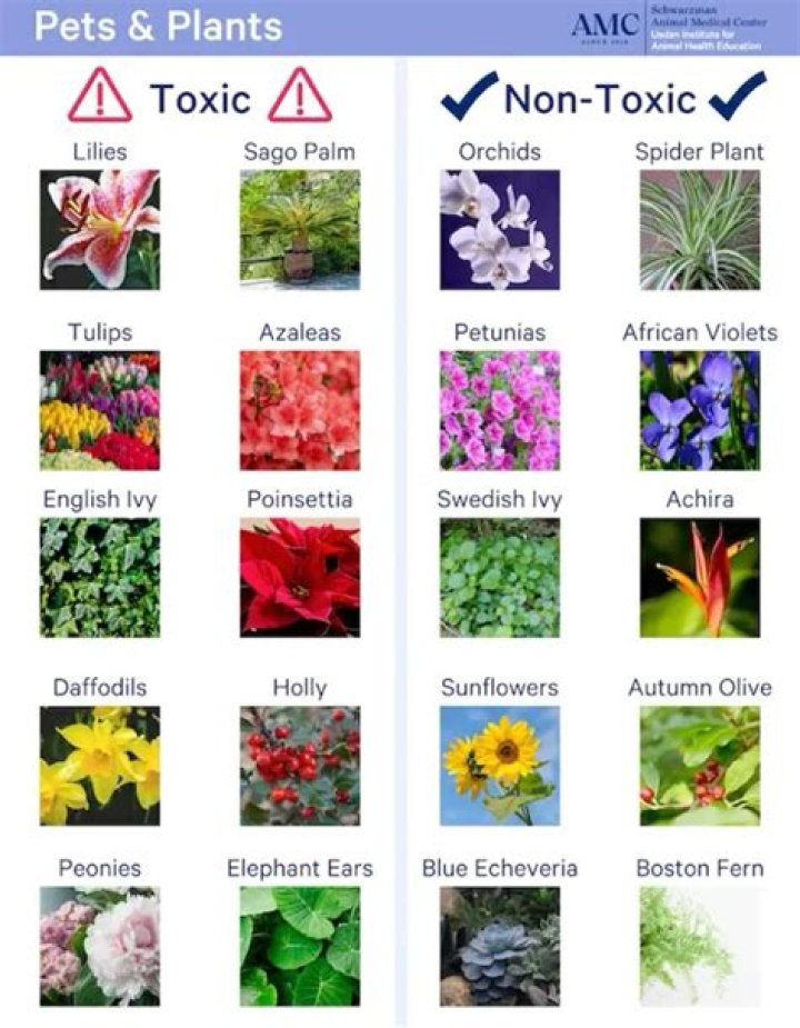Which plants are least toxic?