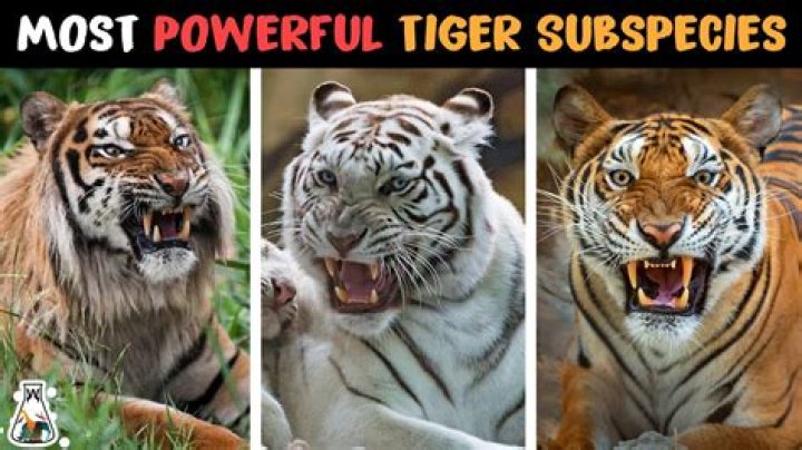 Which Tiger is most powerful?
