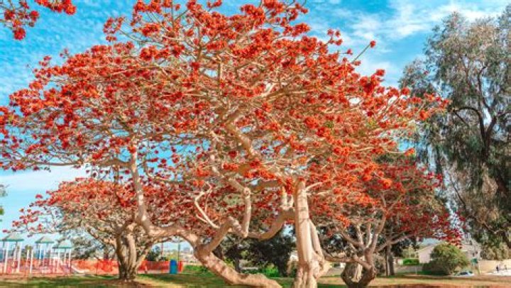Which trees are least likely to fall?
