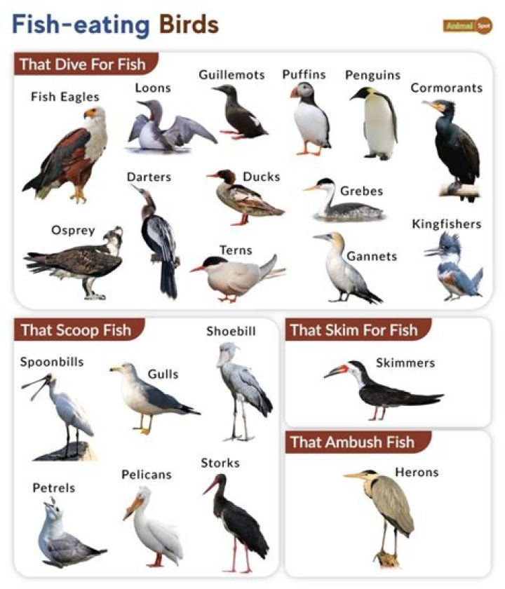 Who eats a bird?