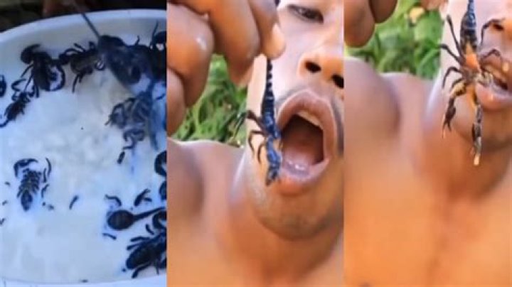 Who eats scorpion?