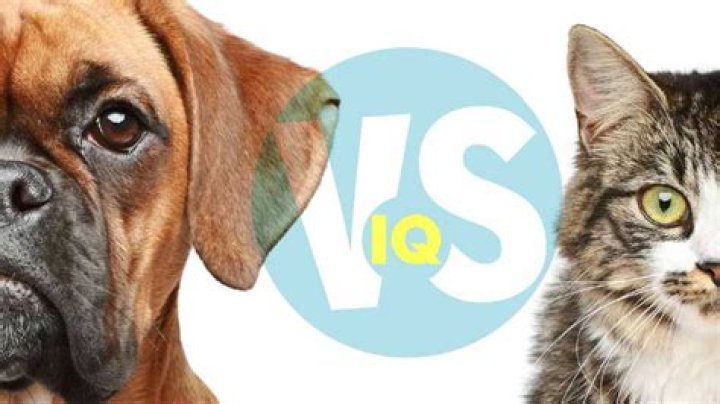 Who fights more cats or dogs?