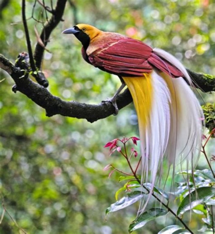 Who is known as Bird of Heaven?