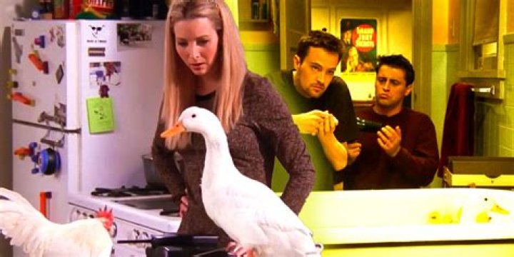 Who owned a chick and a duck in Friends?