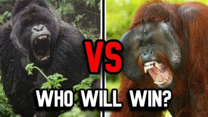 Who would win gorilla or orangutan?