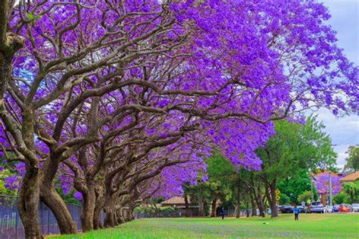 Why are jacaranda trees harmful?