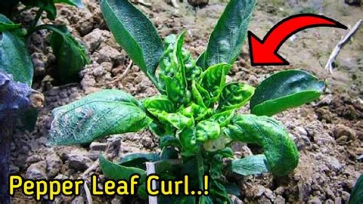 Why are my bell pepper leaves falling off?