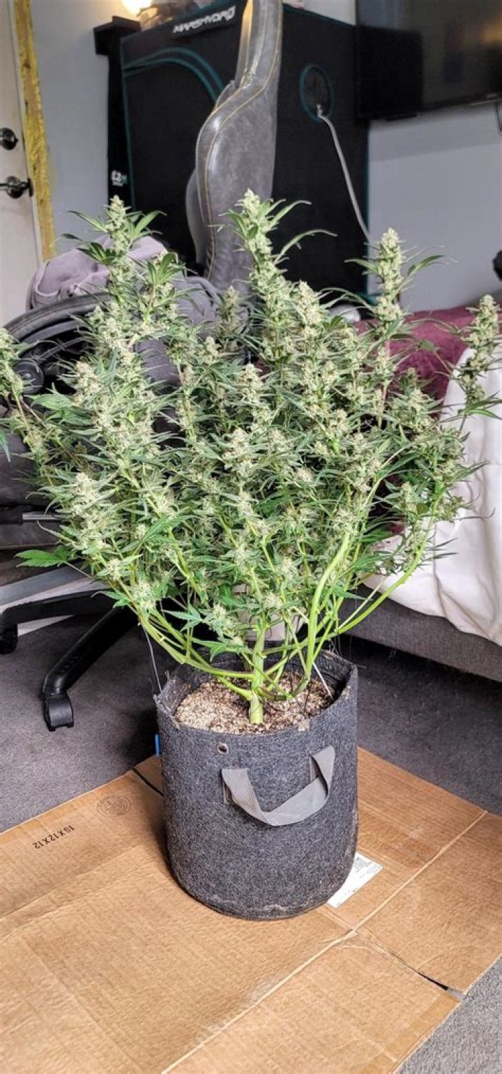 Why are my buds so small?