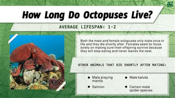 Why are octopus lifespans so short?