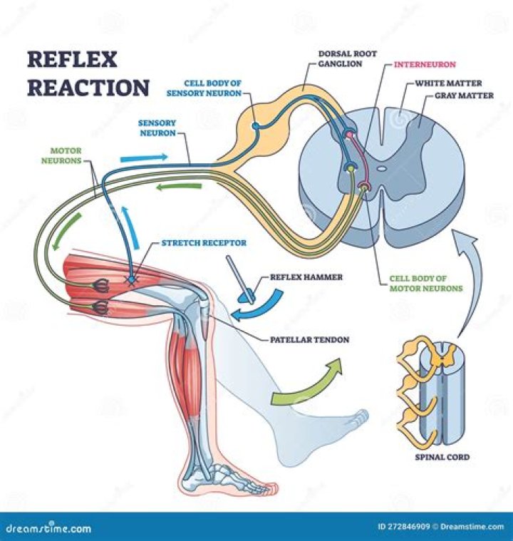 Why are reflexes important?