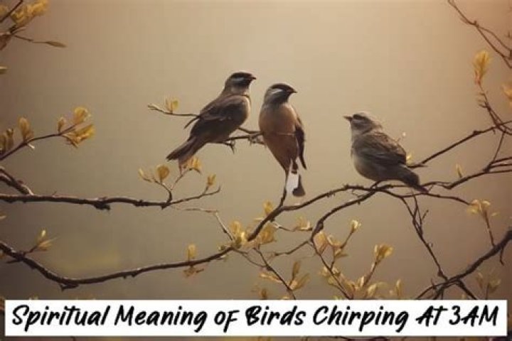 Why are there birds chirping at 3am?