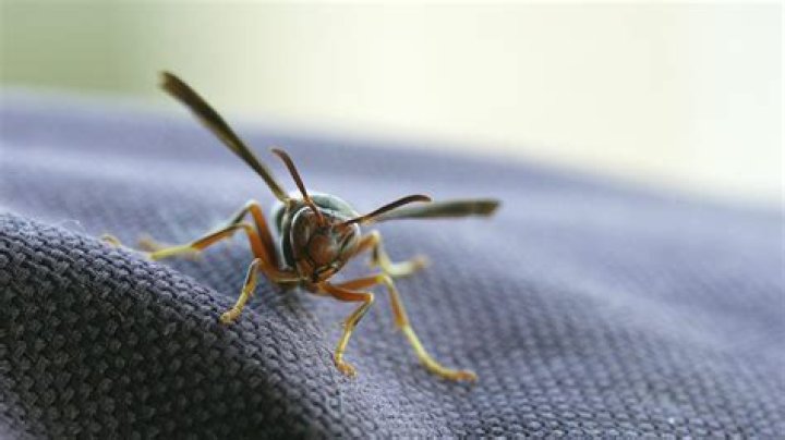 Why are there so many wasps around my house?