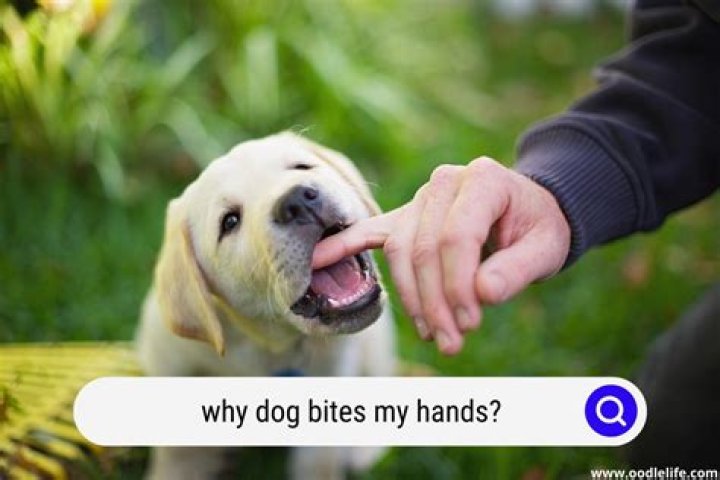 Why did my dog bite a kid?
