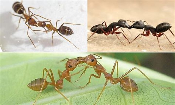 Why do ants vomit in each other's mouths?