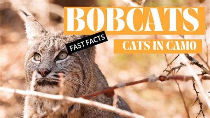 Why do bobcats bark?