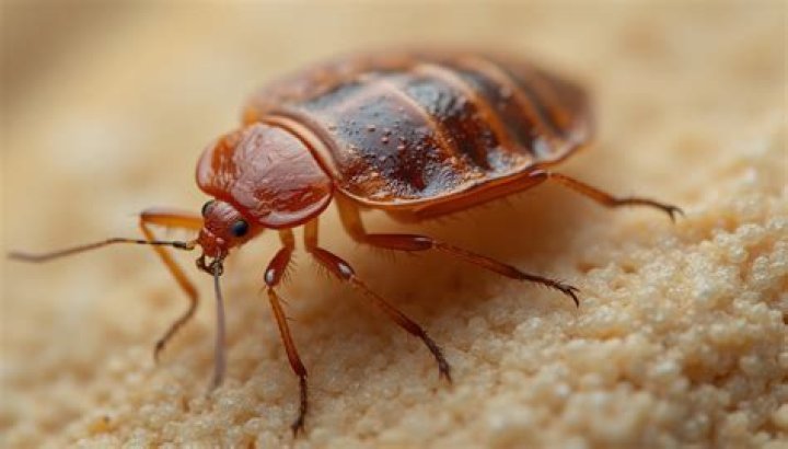 Why do bugs scare us?