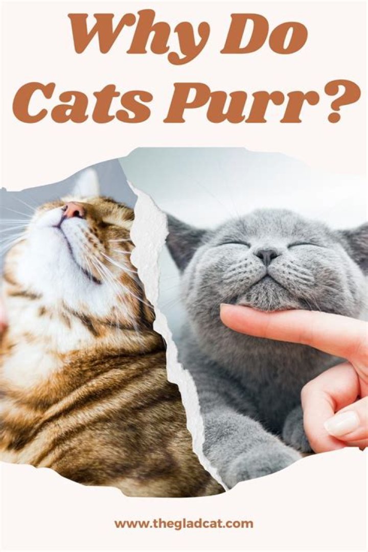 Why do cats purr when you cry?